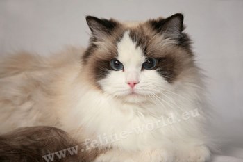 RAGDOLL_seal_bicolor_1 (RACE).jpg